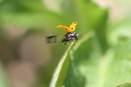 Ladybug alighting.