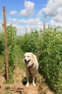 Red in the  Pea Patch 2