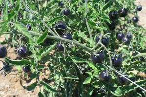 Indigo Rose Cherry Tomatoes Indigo Rose Cherry Tomatoes