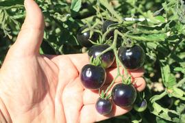 Indigo Rose Cherry Tomatoes Indigo Rose Cherry Tomatoes