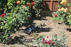 Sarah the cat, relaxing in the shade of the roses.