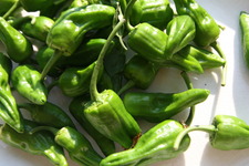 Padron Peppers Padron Peppers