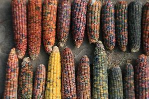 Indian Corn