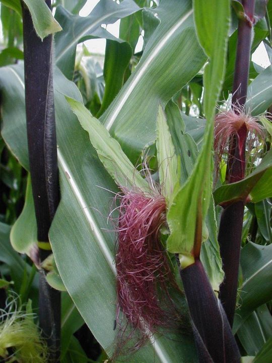 Indian Corn in silk in August