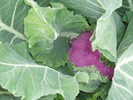 Cauliflower Purple Cauliflower Purple