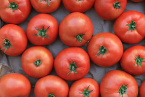 Early Girl Tomatoes