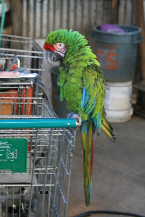 "Baba" the Macaw