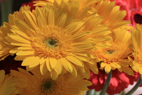 Gerbera Daisies