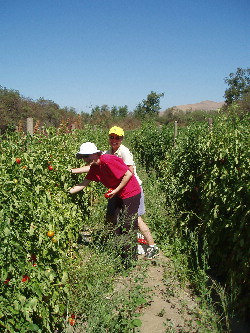 Tomato U-Pick