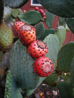 Reflections at The Ladybug Letter