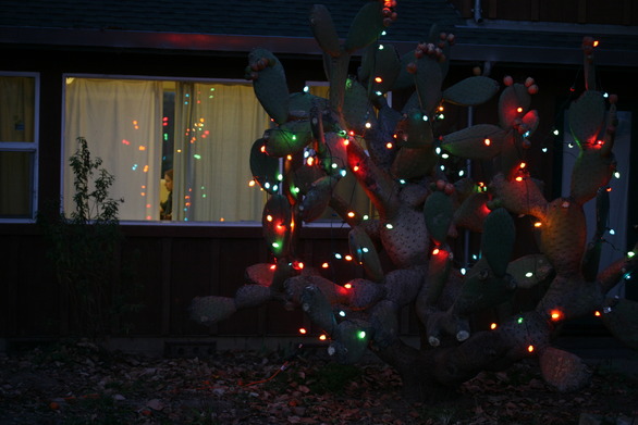 Christmas Cactus