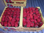berryflat-med berryflat-med